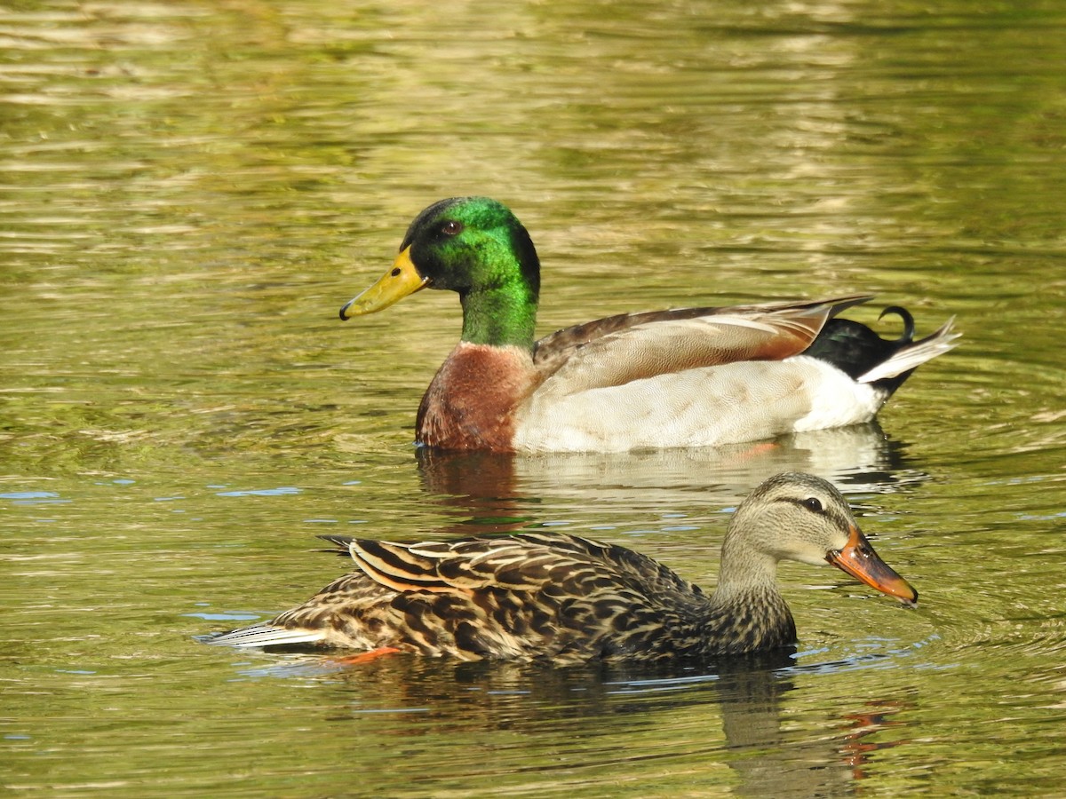 Mallard - Tammy Knuth