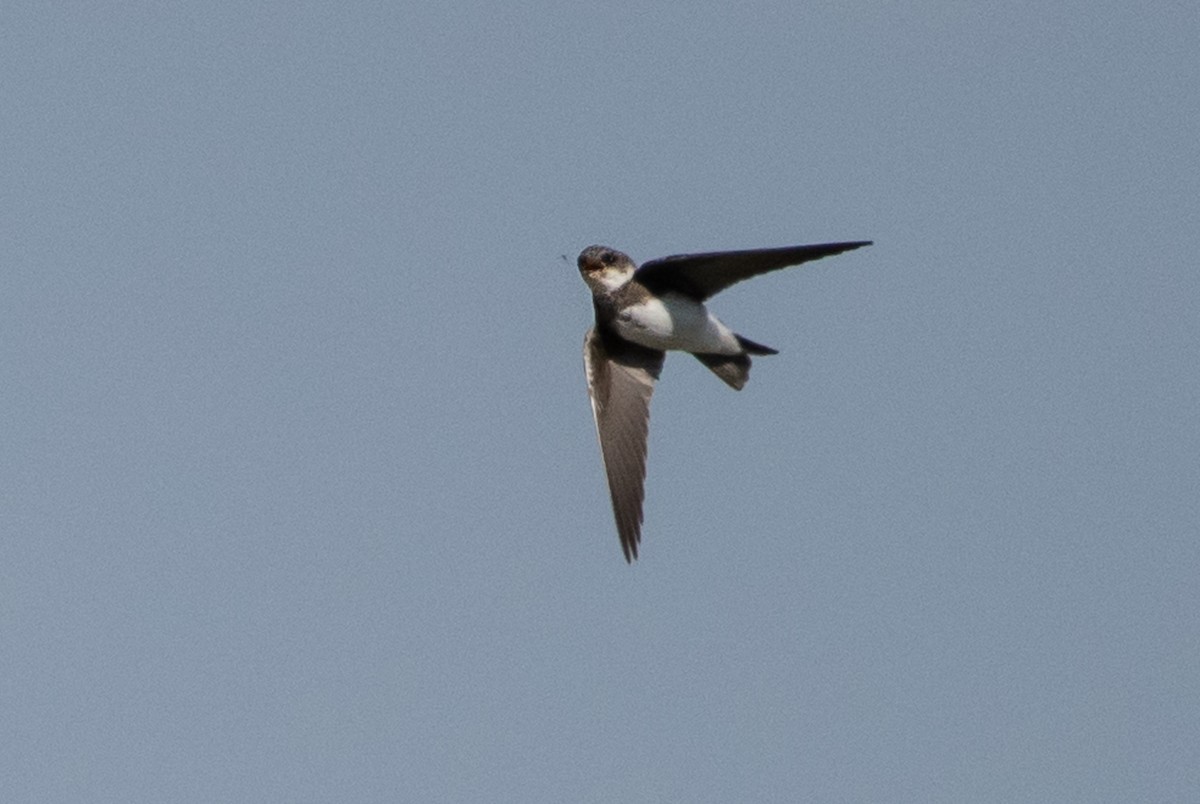 Bank Swallow - ML144754131