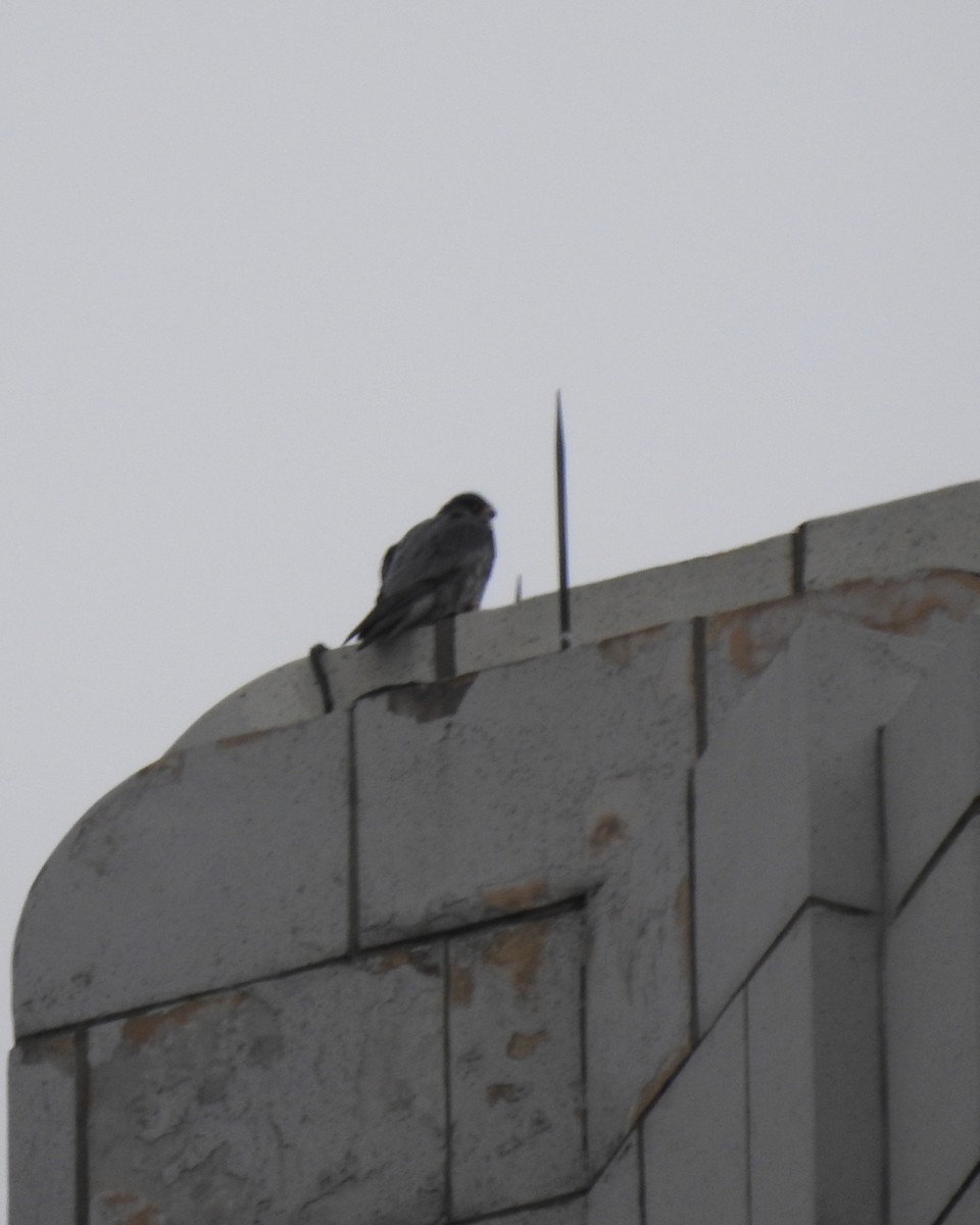 Peregrine Falcon - ML144754251