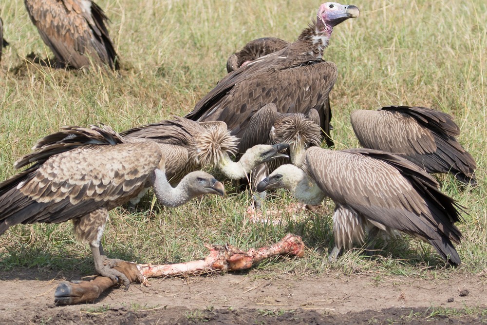 White-backed Vulture - ML144754311