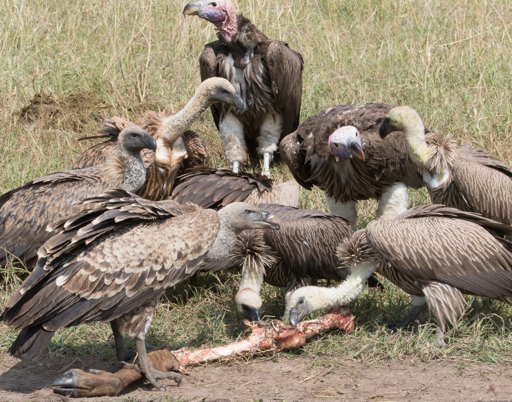 White-backed Vulture - ML144754371