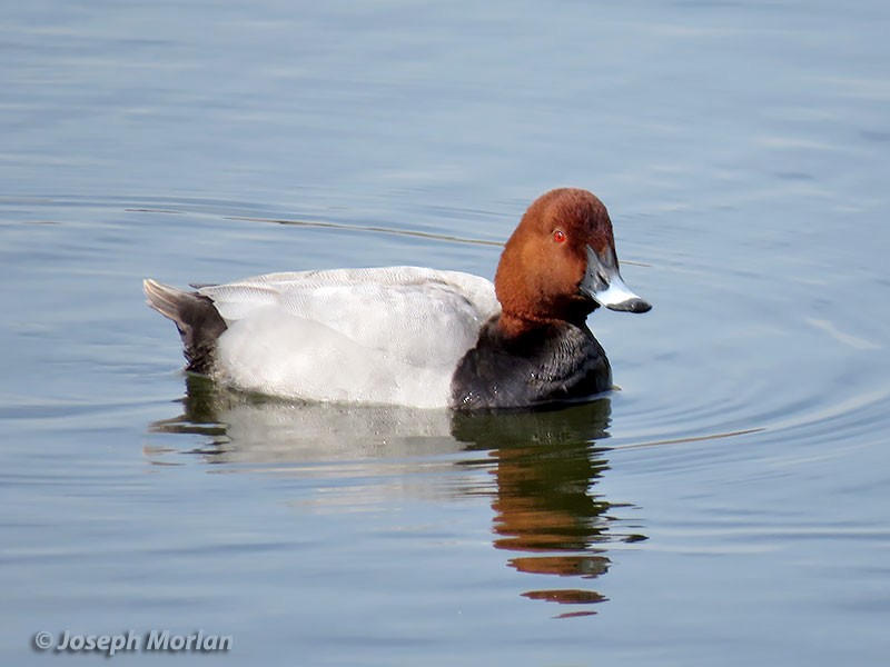 Common Pochard - ML144755601