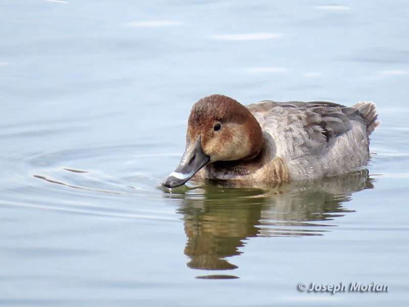 Common Pochard - ML144755791