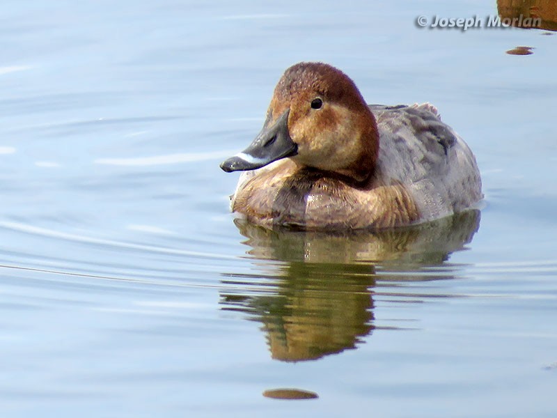 Common Pochard - ML144755851