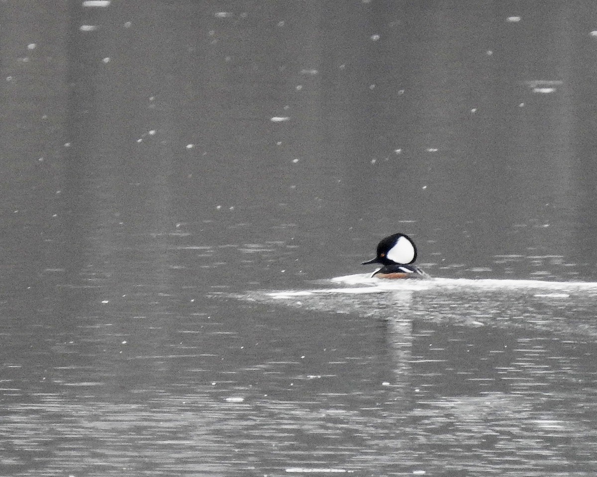 Hooded Merganser - ML144757931