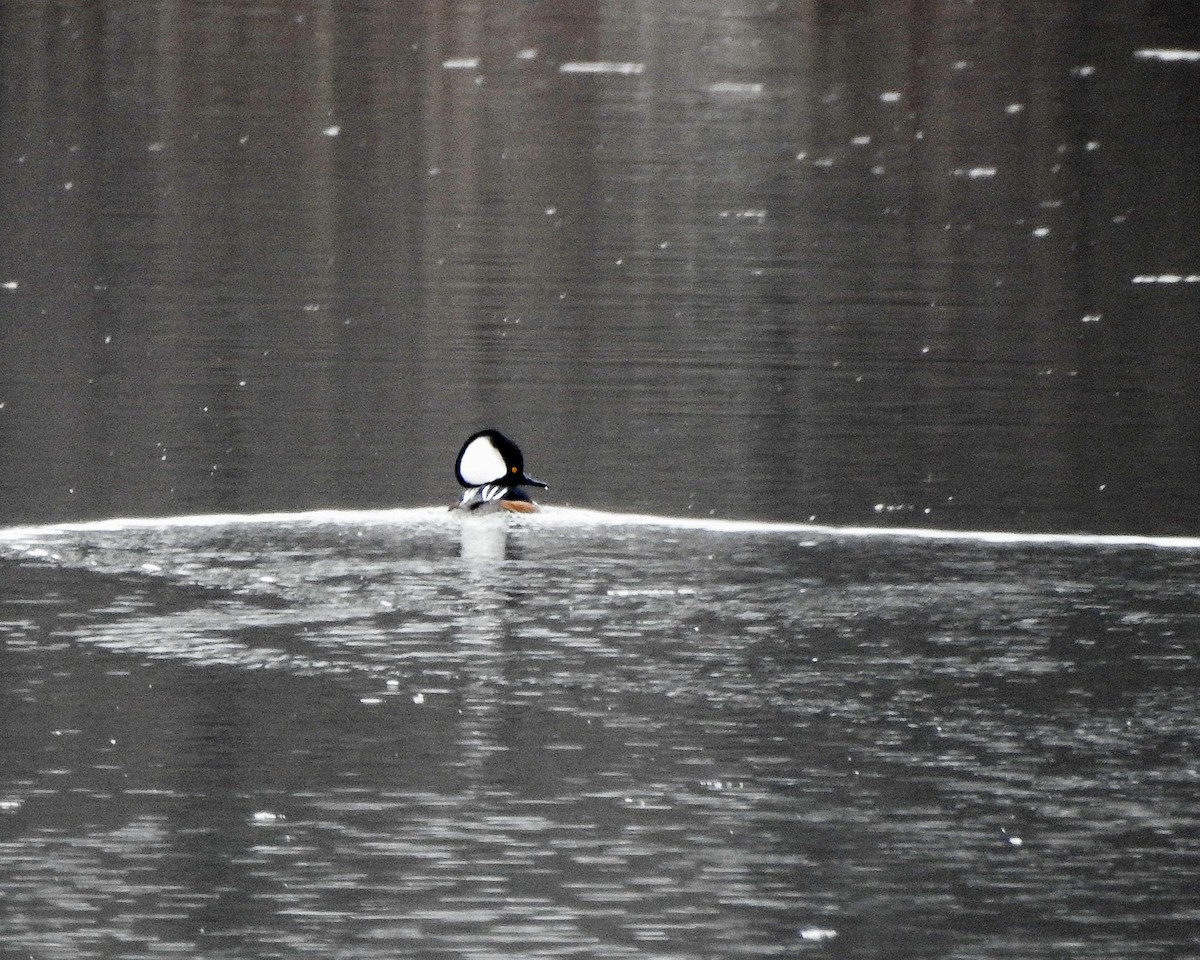 Hooded Merganser - ML144757951