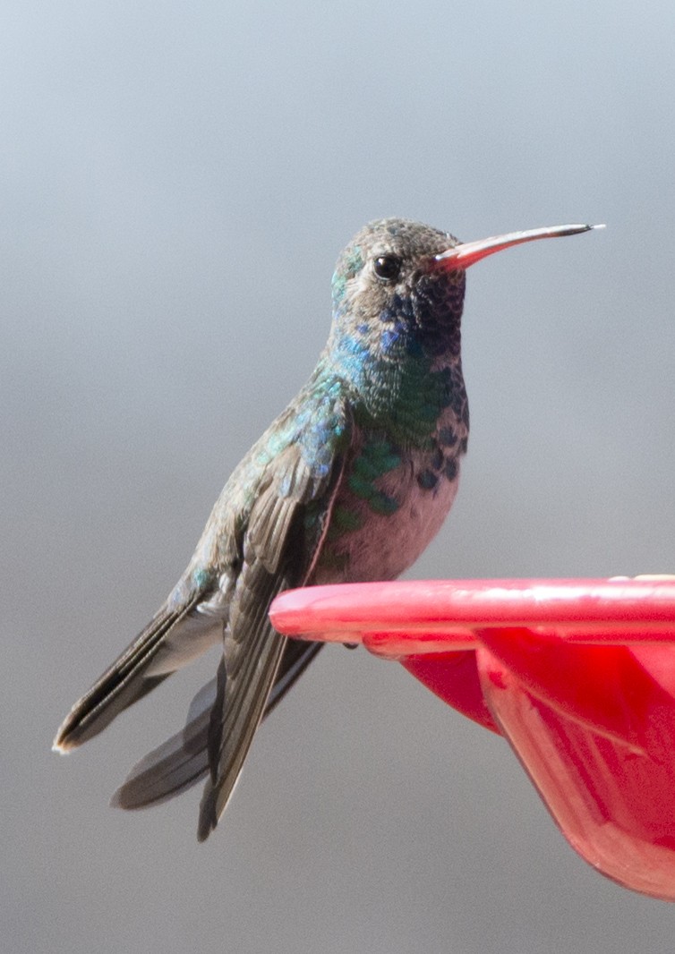 Broad-billed Hummingbird - Loree Johnson
