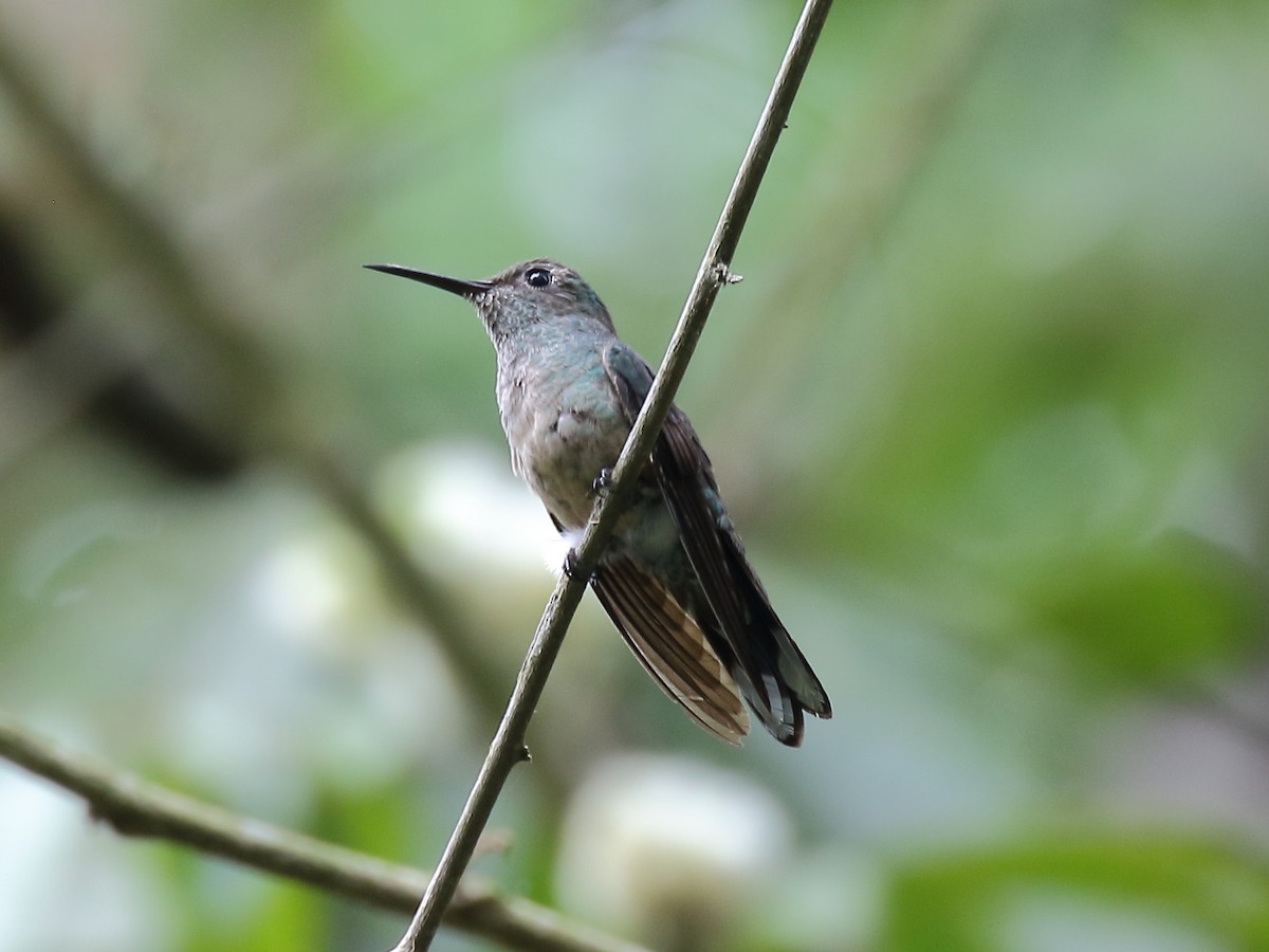 Scaly-breasted Hummingbird - ML144758471