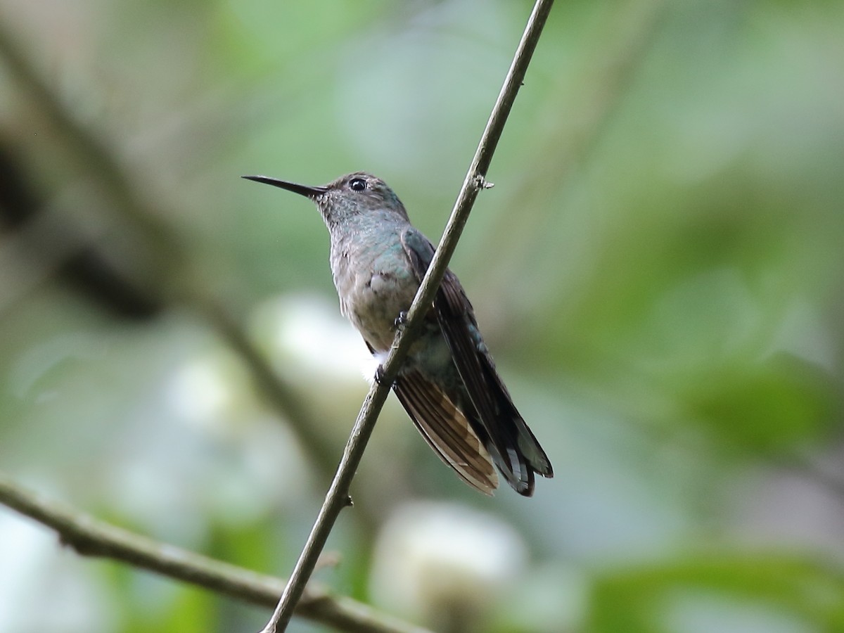 Colibri de Cuvier - ML144758471