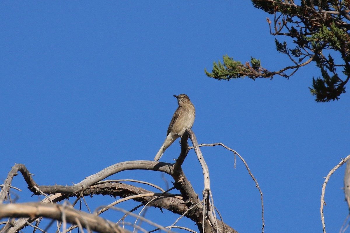 Black-billed Shrike-Tyrant - Henry Burton