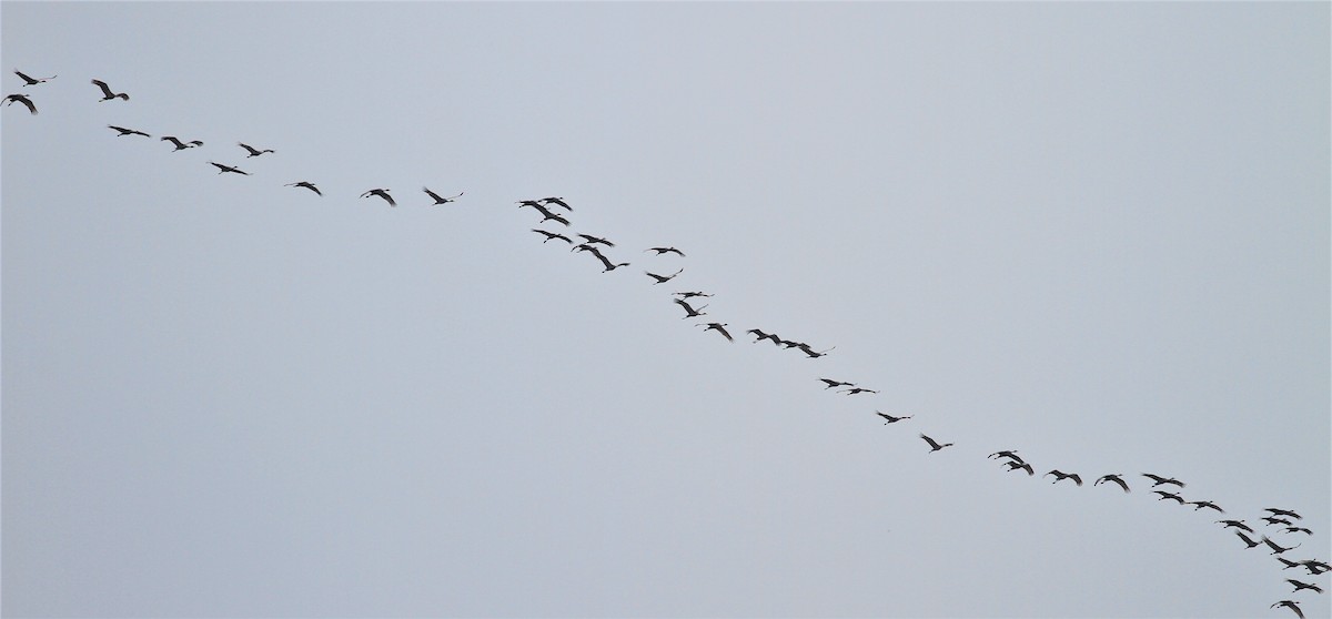 Sandhill Crane - ML144764461