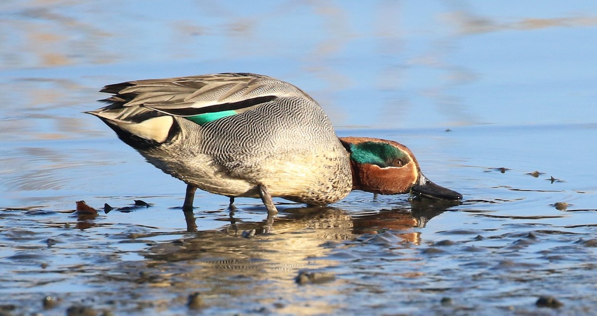 Green-winged Teal (Eurasian) - maggie peretto