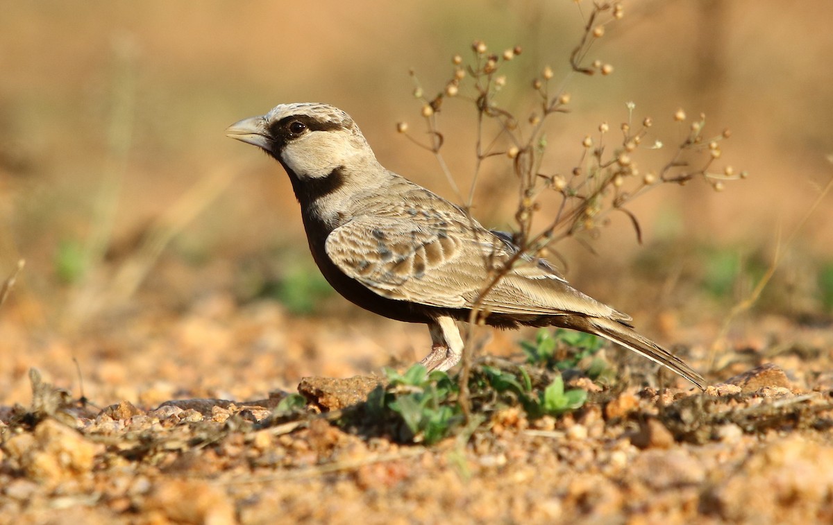 Ashy-crowned Sparrow-Lark - Bhaarat Vyas