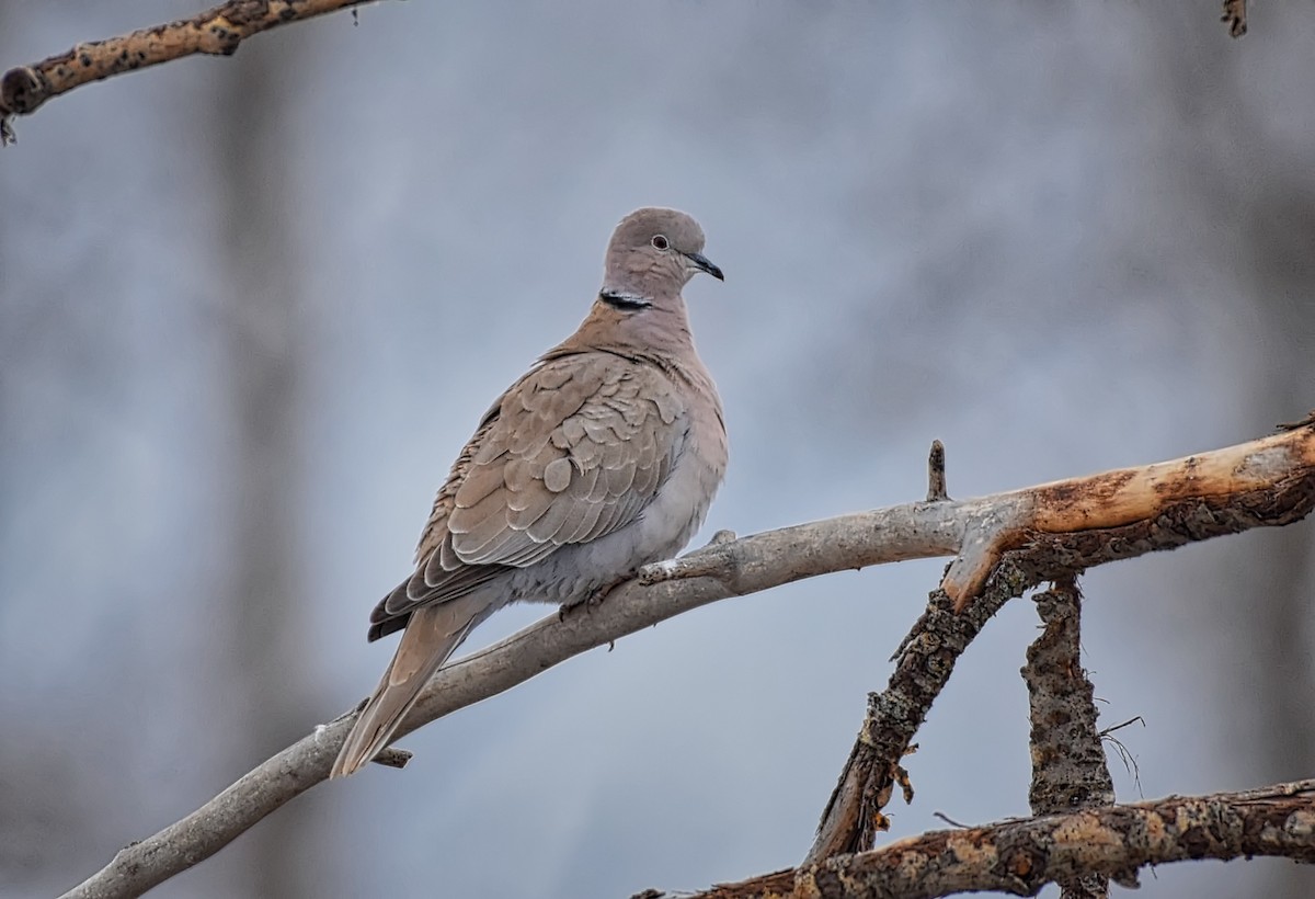 Eurasian Collared-Dove - ML144767401