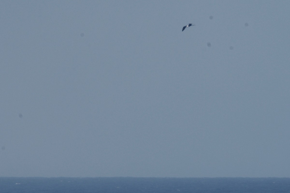 Magnificent Frigatebird - ML144767521