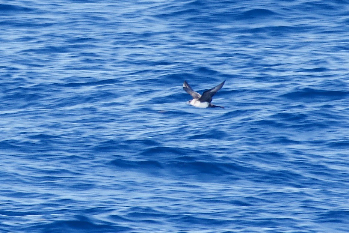 Pomarine Jaeger - ML144767781