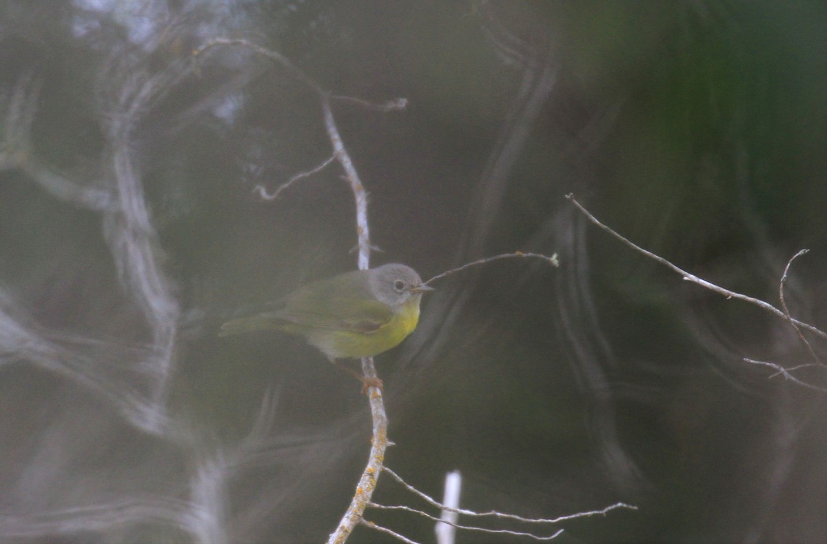 Nashville Warbler - ML144767841