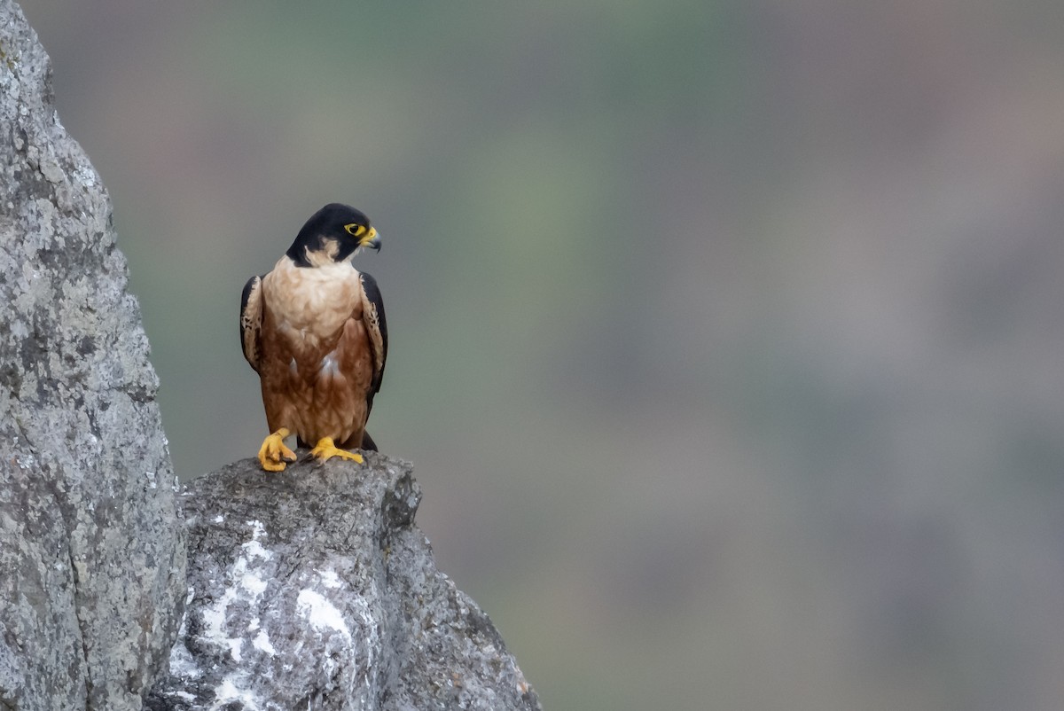 Peregrine Falcon (Shaheen) - Balaji P B
