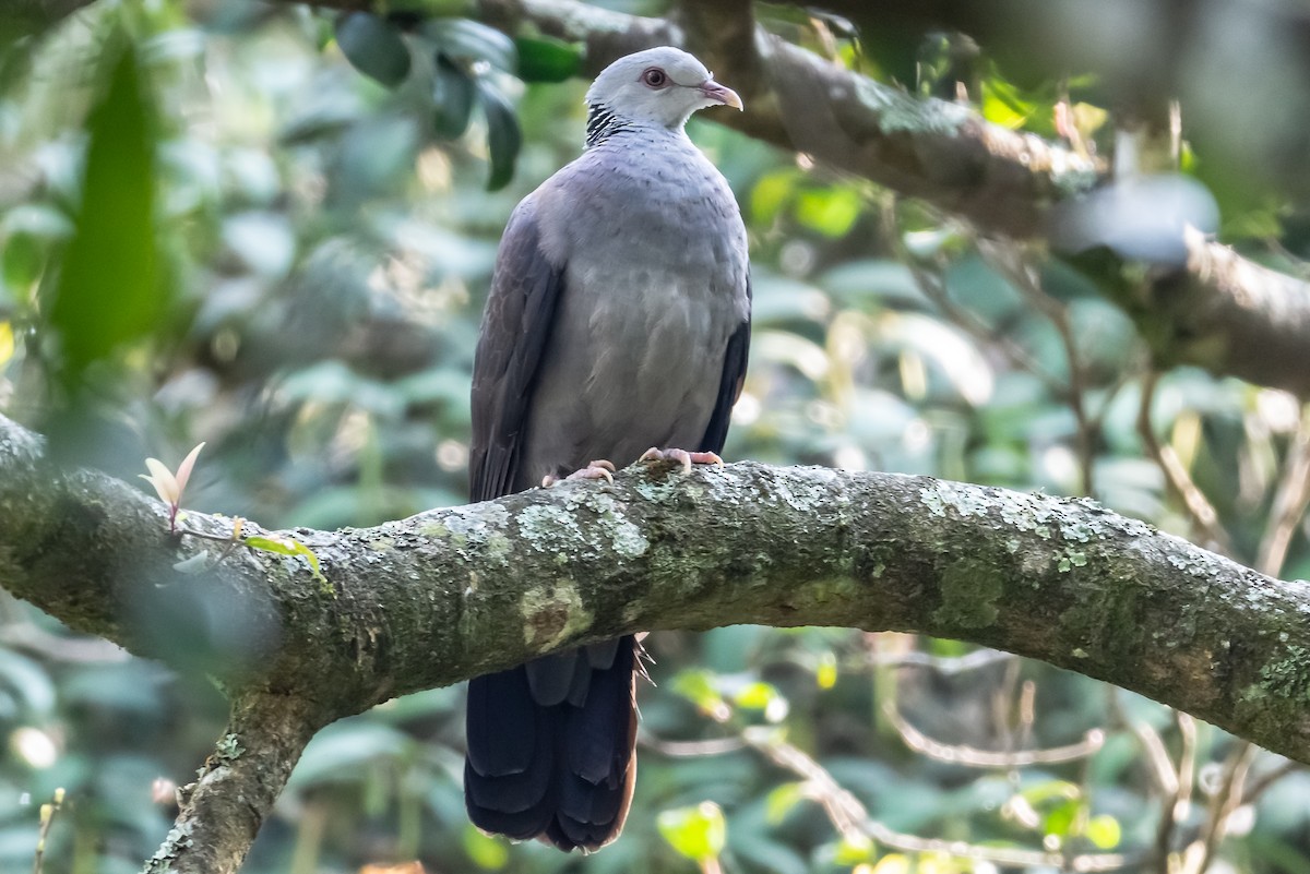 Nilgiri Wood-Pigeon - Balaji P B