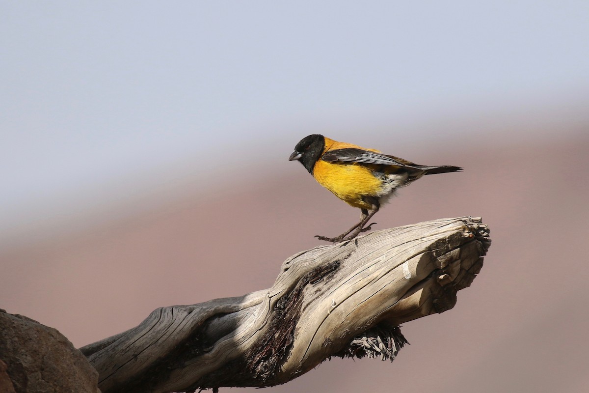 Black-hooded Sierra Finch - ML144768681