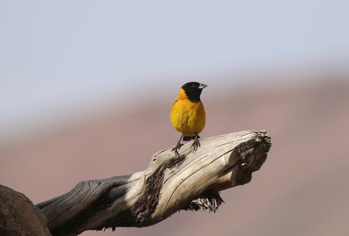 Black-hooded Sierra Finch - ML144768691