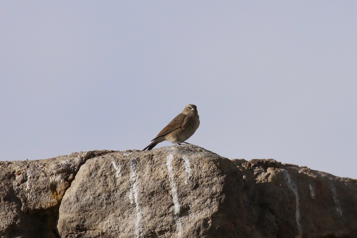 Ash-breasted Sierra Finch - ML144768761