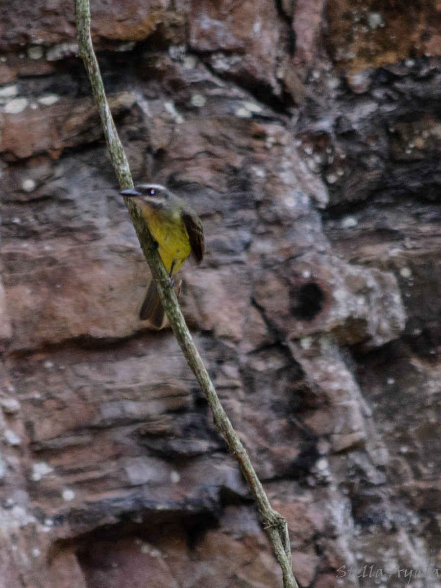 Golden-crowned Flycatcher - ML144769821