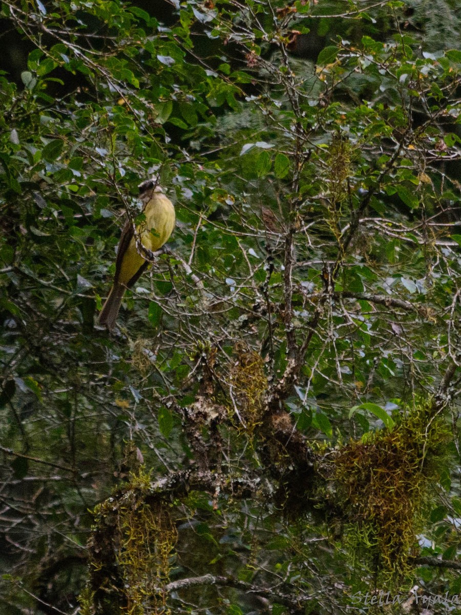 Golden-crowned Flycatcher - ML144769841