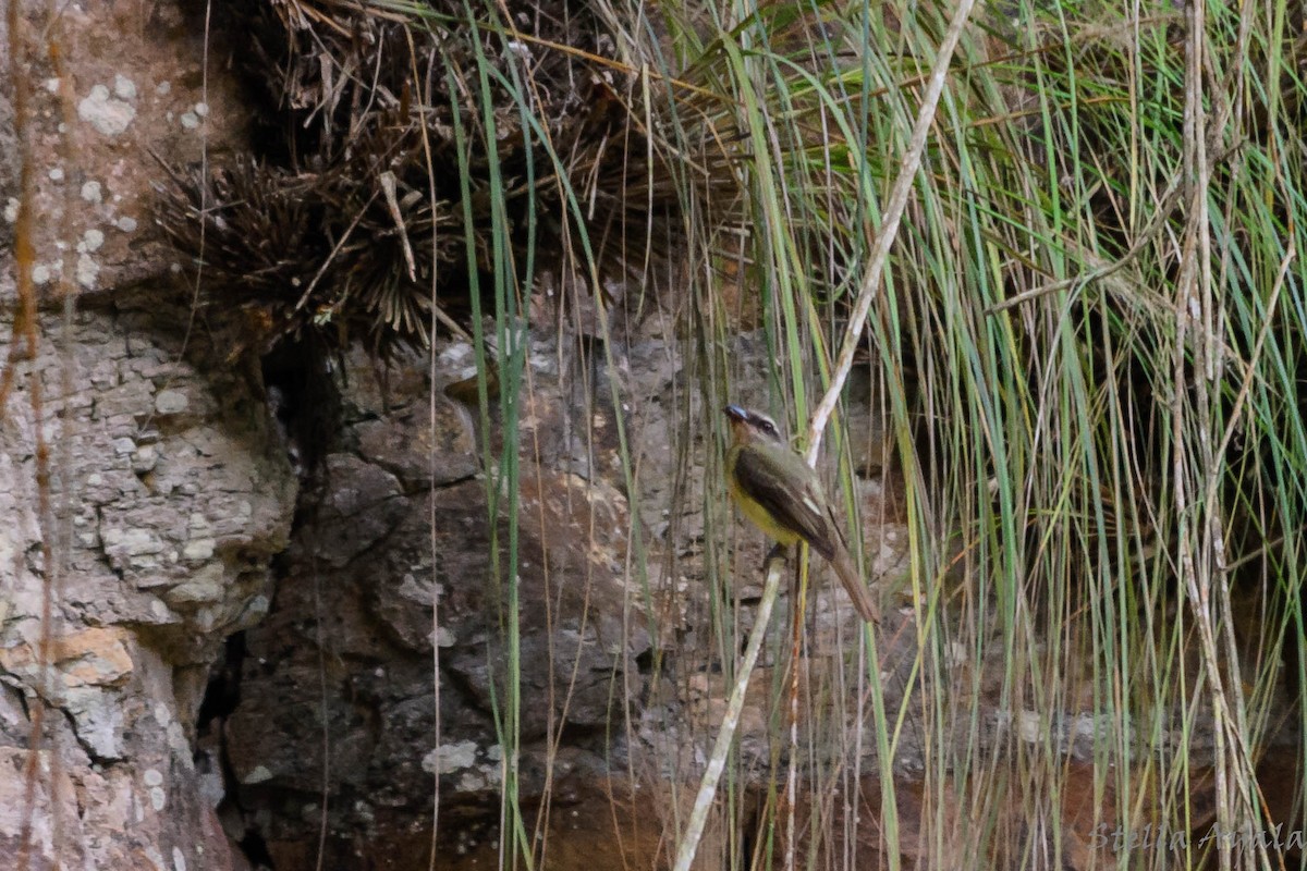 Golden-crowned Flycatcher - ML144769851