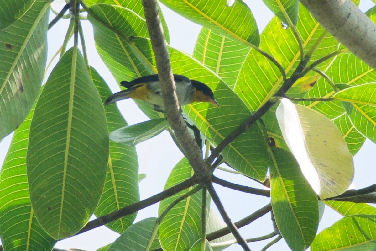 Yellow-backed Tanager - ML144770231