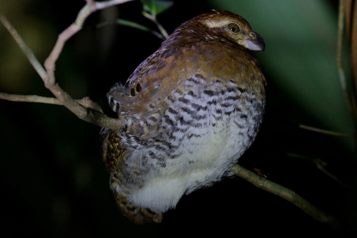 Tawny-faced Quail - ML144772801