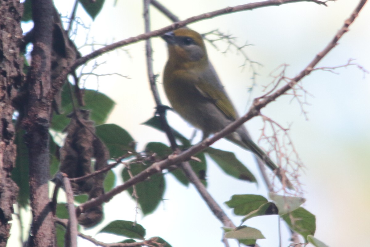 Red-headed Tanager - Carlos Contreras Terrazas