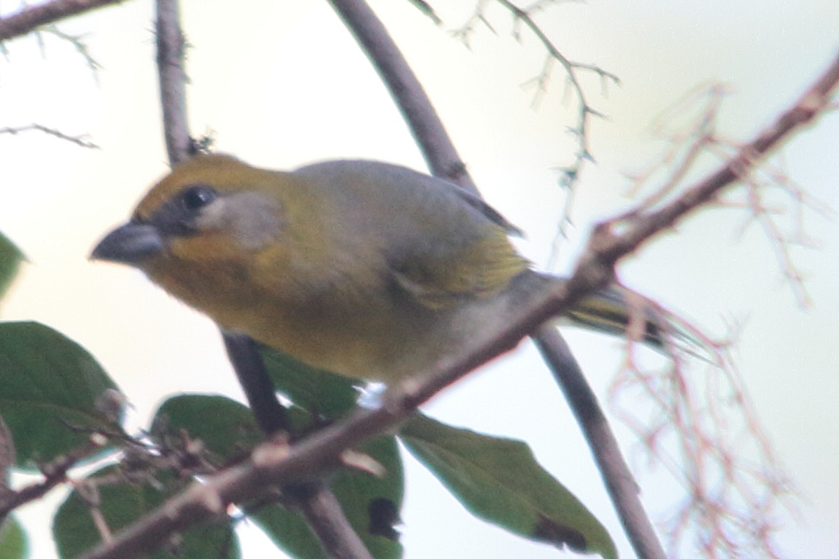 Red-headed Tanager - Carlos Contreras Terrazas