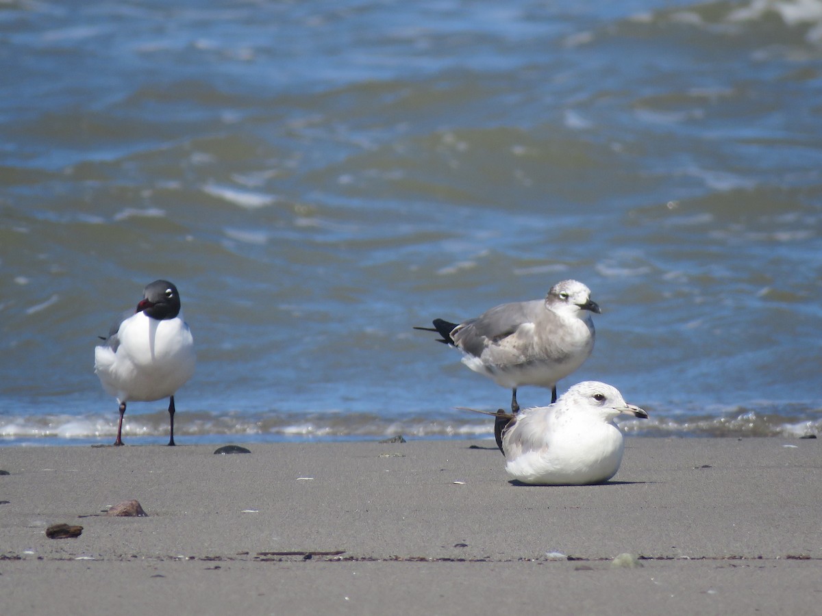 Ring-billed Gull - Jafeth Zablah