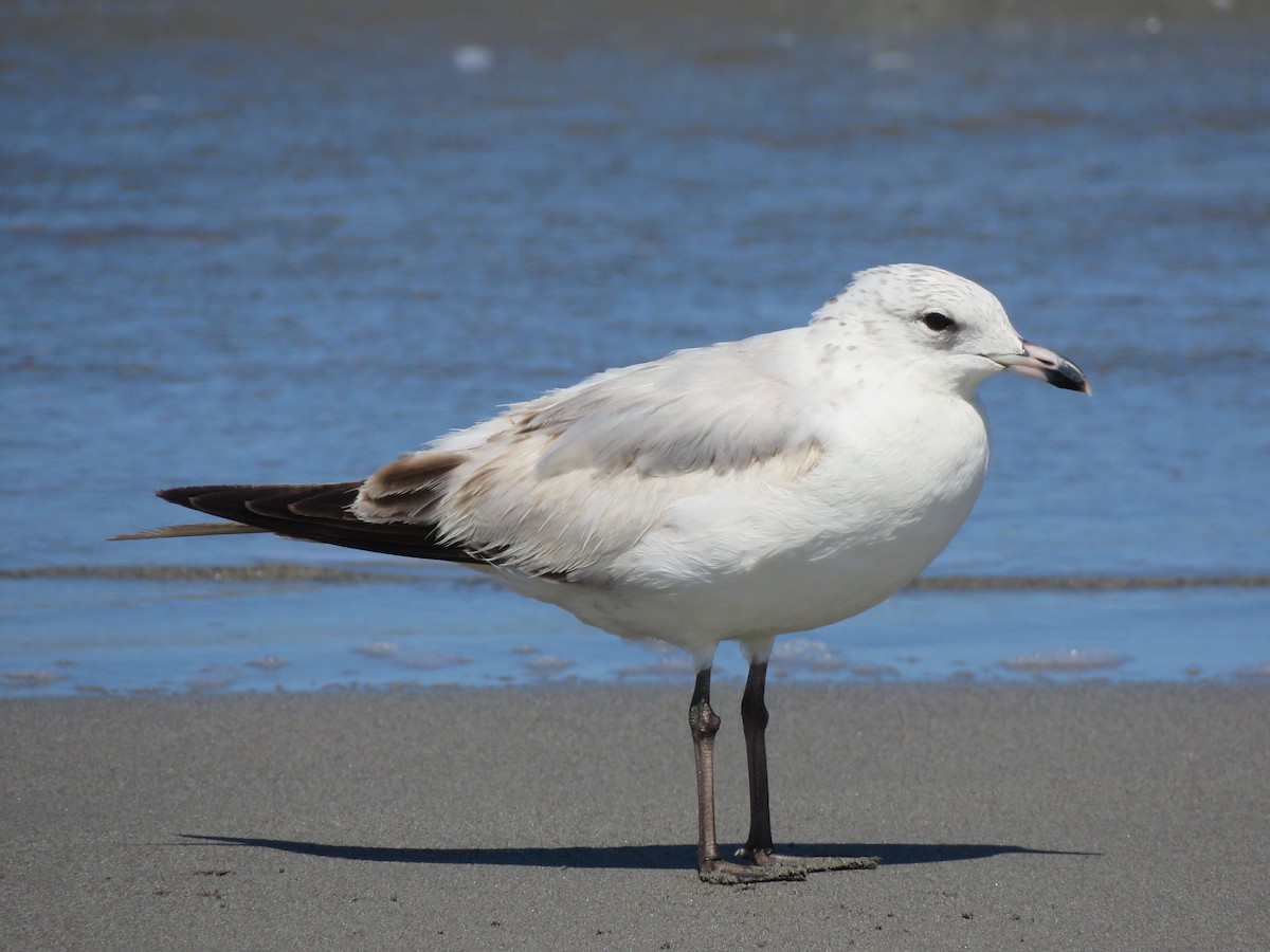 Ring-billed Gull - ML144777411