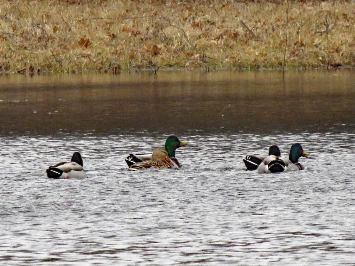 Mallard - Don Gorney