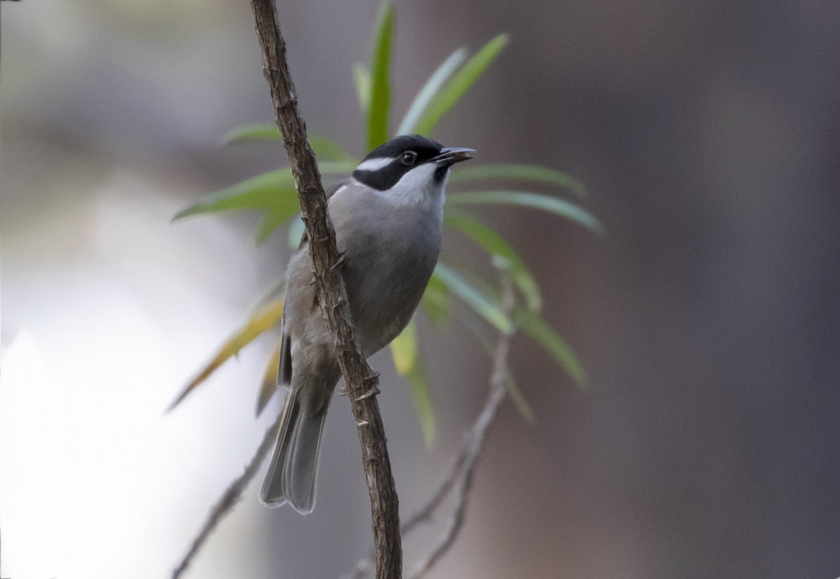 Strong-billed Honeyeater - ML144778241