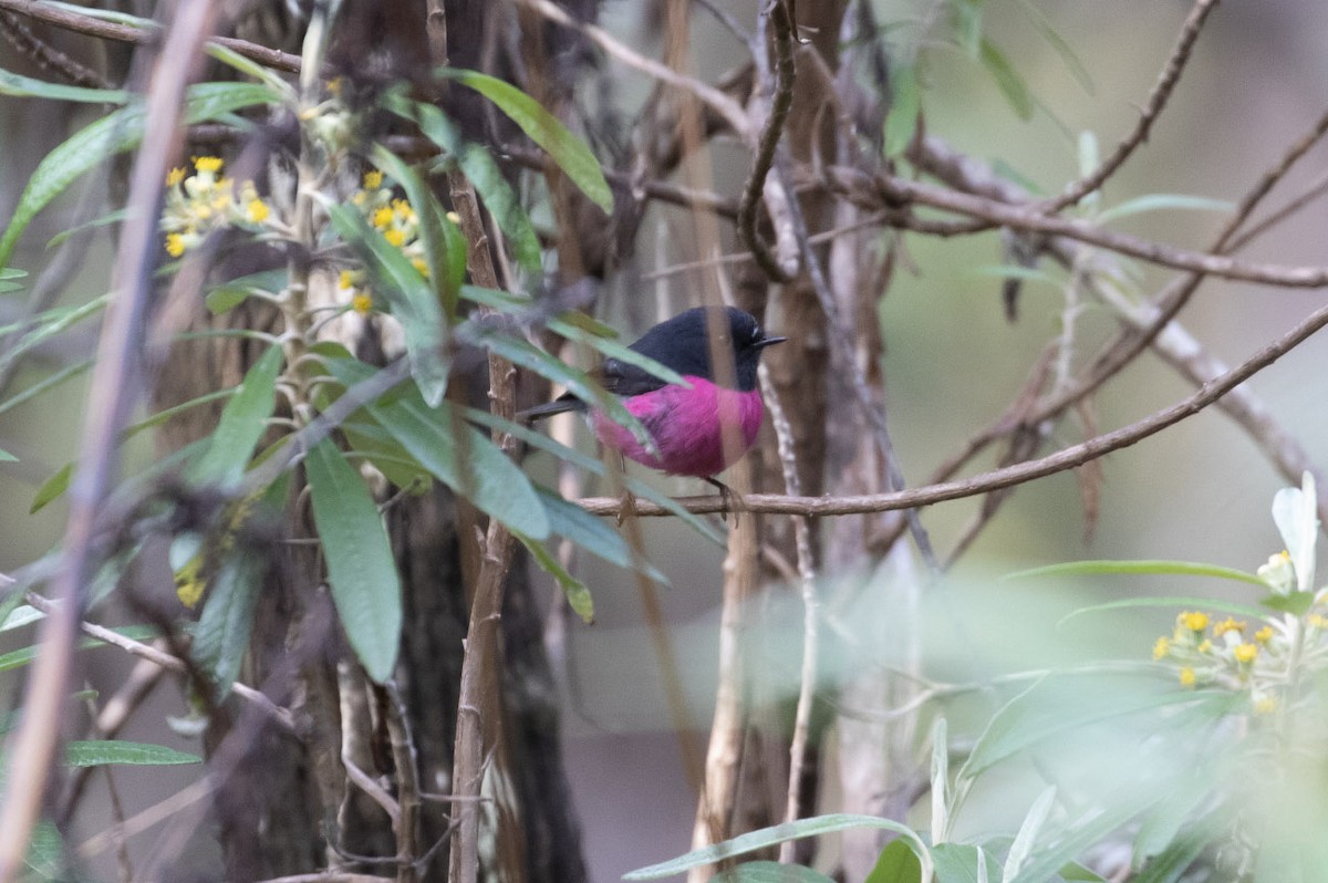 Pink Robin - ML144778481