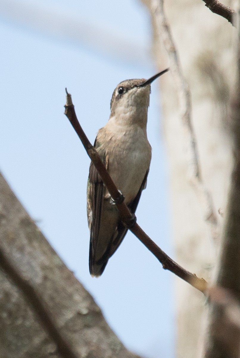 Ruby-throated Hummingbird - Lynette Spence