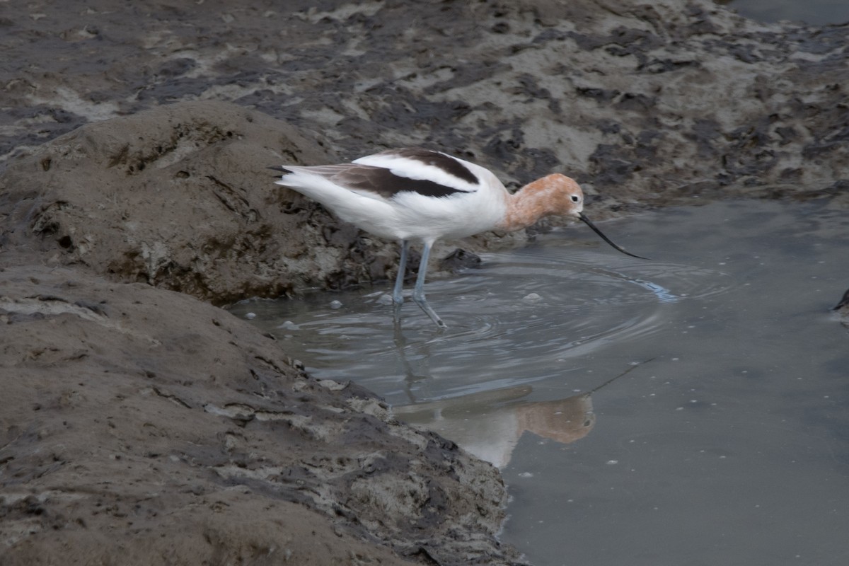 American Avocet - ML144778801