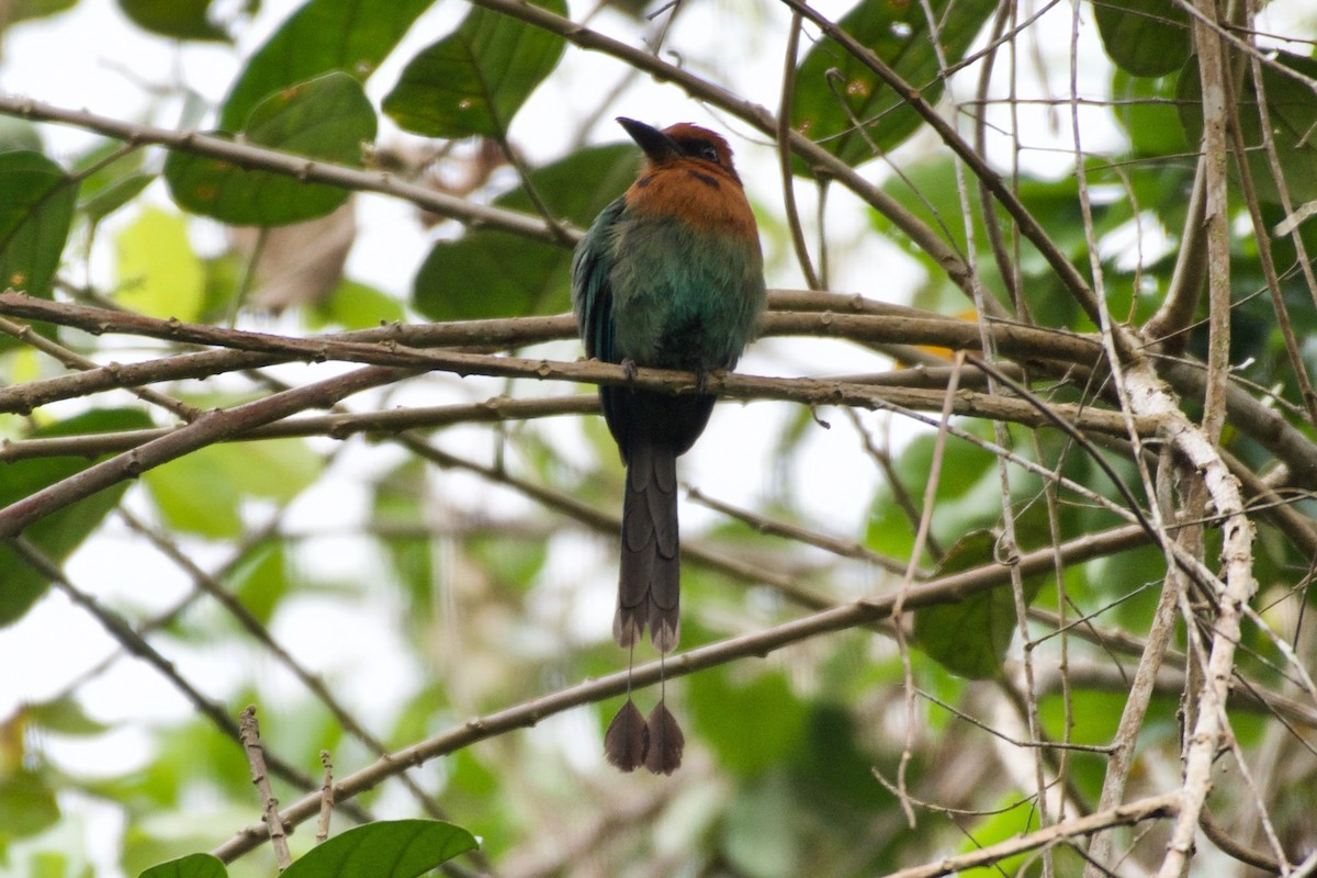 Broad-billed Motmot - ML144779551