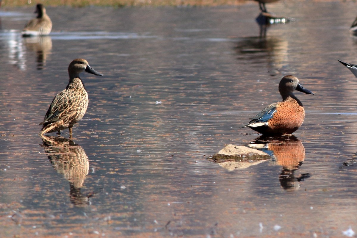 Red Shoveler - ML144780541