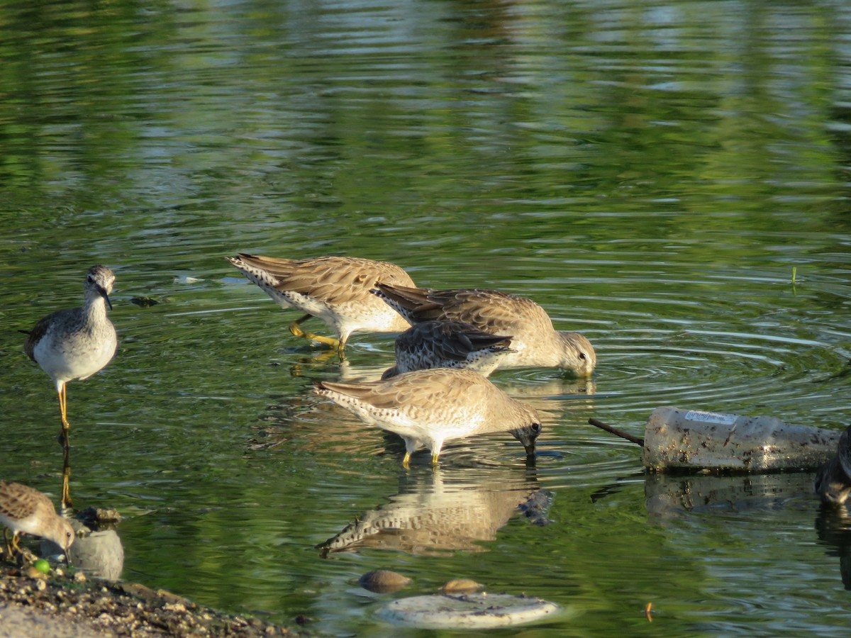 Long-billed Dowitcher - ML144781701