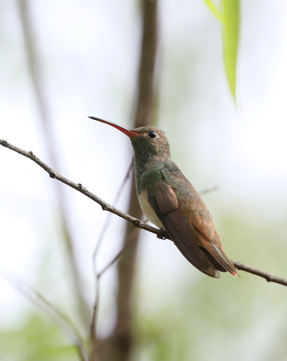 kolibřík yukatanský - ML144781751