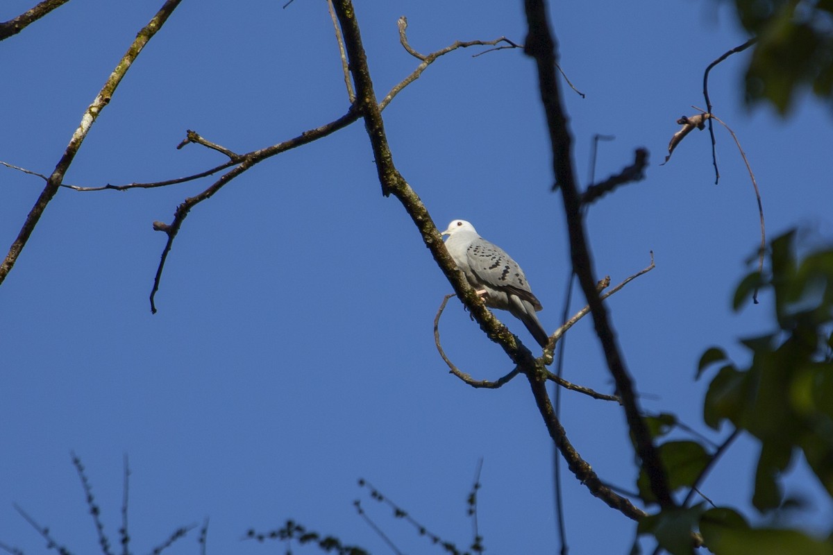 Blue Ground Dove - ML144782231