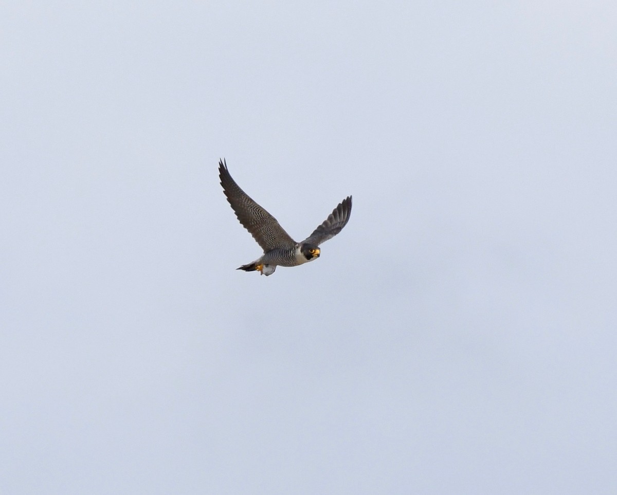 Peregrine Falcon - ML144782481