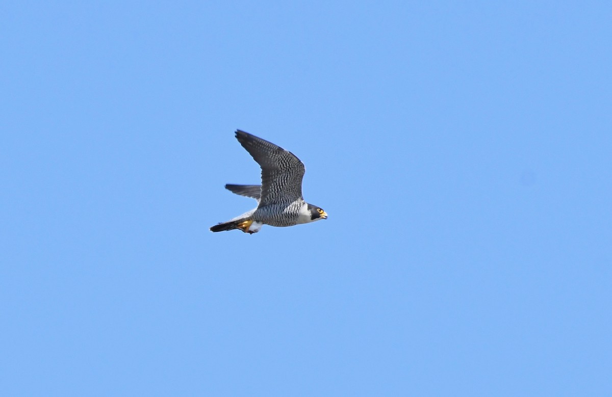 Halcón Peregrino - ML144782511