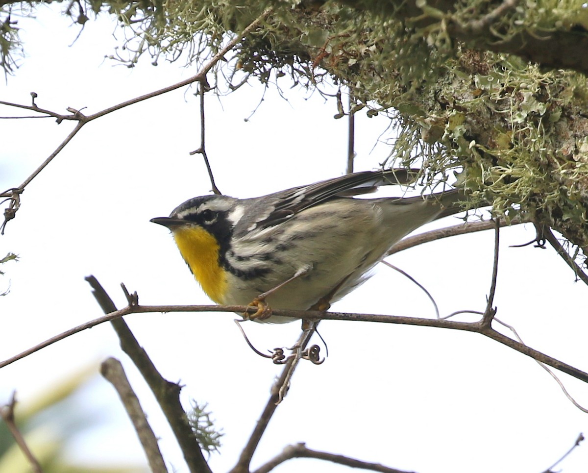 Paruline à gorge jaune - ML144782571