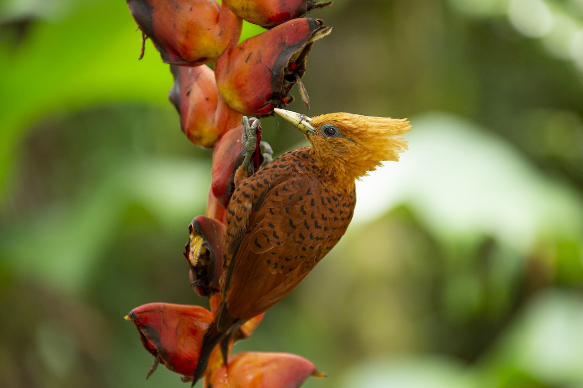 Chestnut-colored Woodpecker - ML144782801