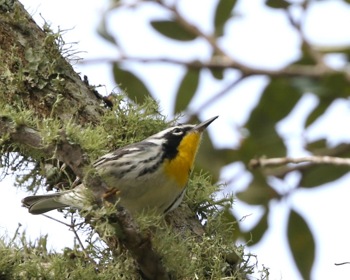 Yellow-throated Warbler - joan garvey